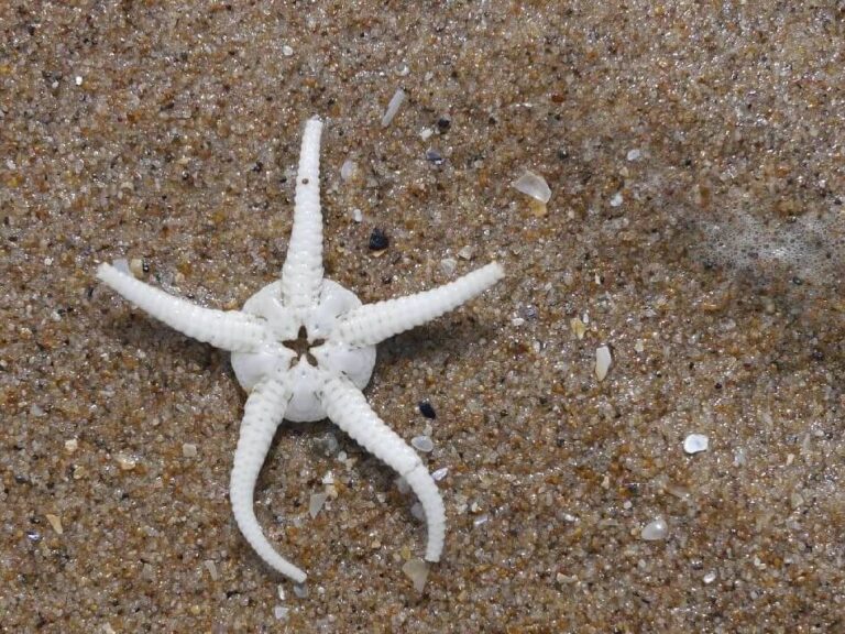 Bleached white starfish on sand
